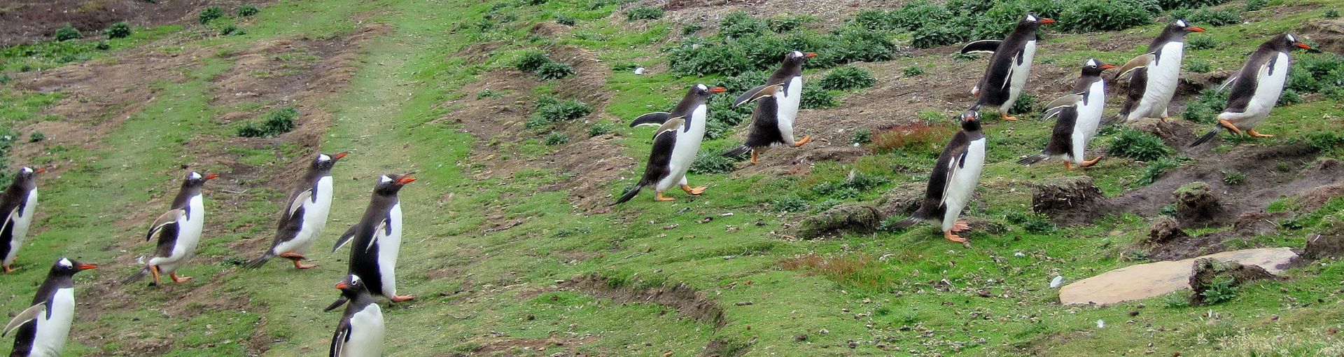 Isole Falkland